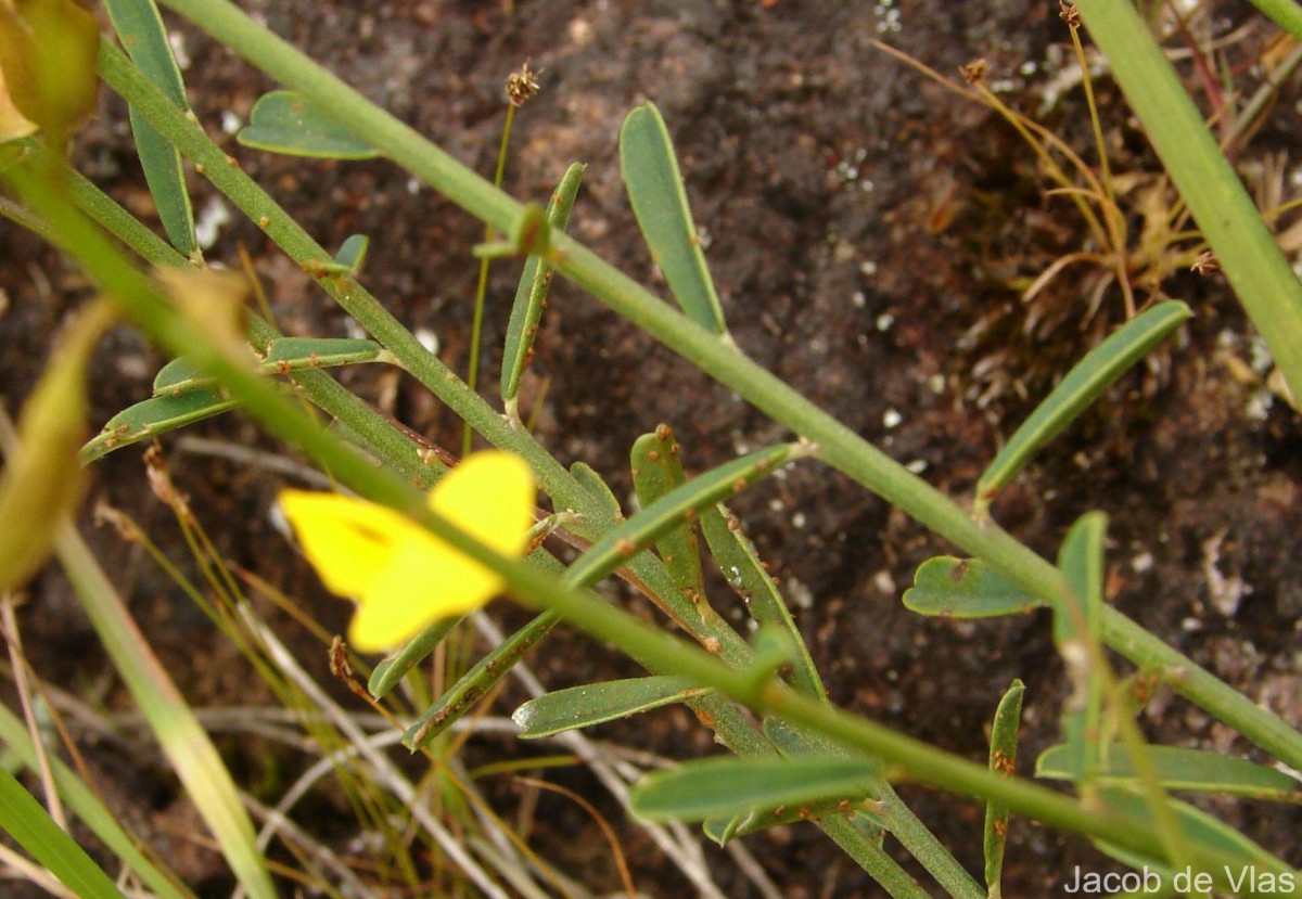 Crotalaria albida B.Heyne ex Roth